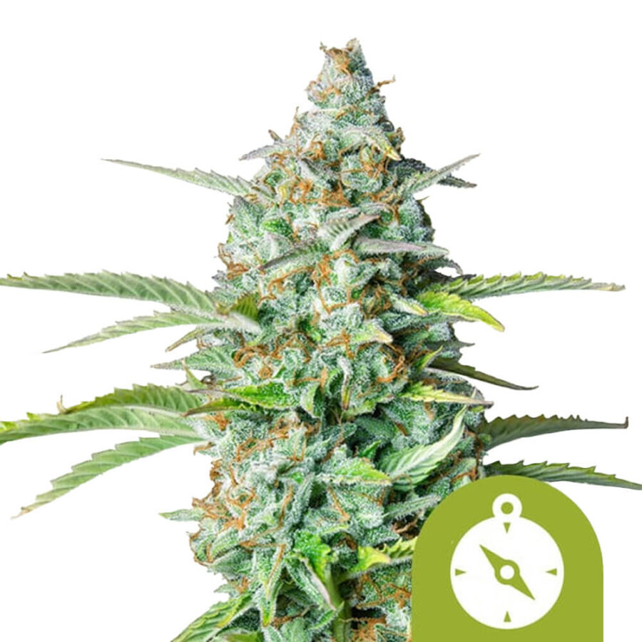 Royal Queen Seeds Northern Light Auto autoflowering cannabis seeds (5 Samen Packung)