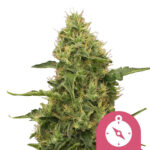 Royal Queen Seeds Northern Light feminized cannabis seeds (3 Samen Packung)