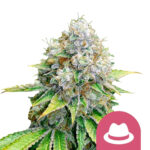 Royal Queen Seeds O.G. Kush feminized cannabis seeds (3 Samen Packung)