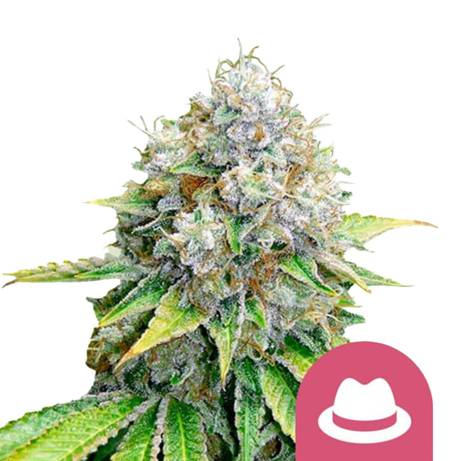 Royal Queen Seeds O.G. Kush feminized cannabis seeds (3 Samen Packung)