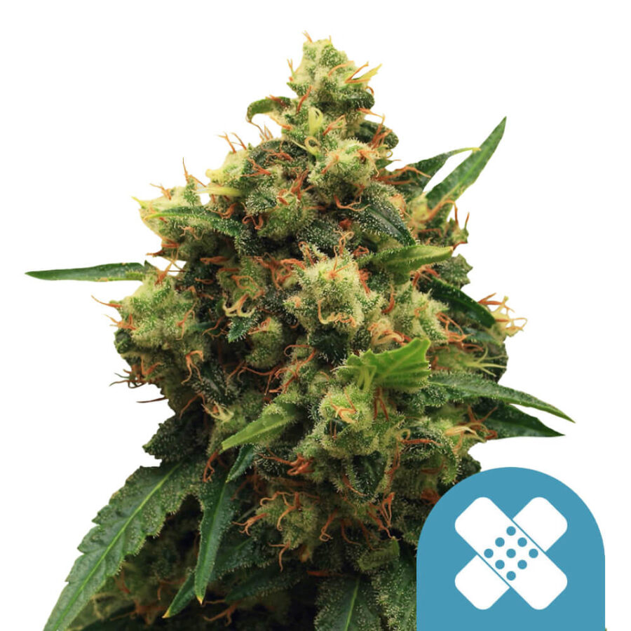 Royal Queen Seeds Pain Killer XL CBD cannabis seeds (3 Samen Packung)