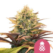 Royal Queen Seeds Pineapple Kush feminized cannabis seeds (5 Samen Packung)