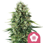 Royal Queen Seeds Power Flower feminized cannabis seeds (3 Samen Packung)