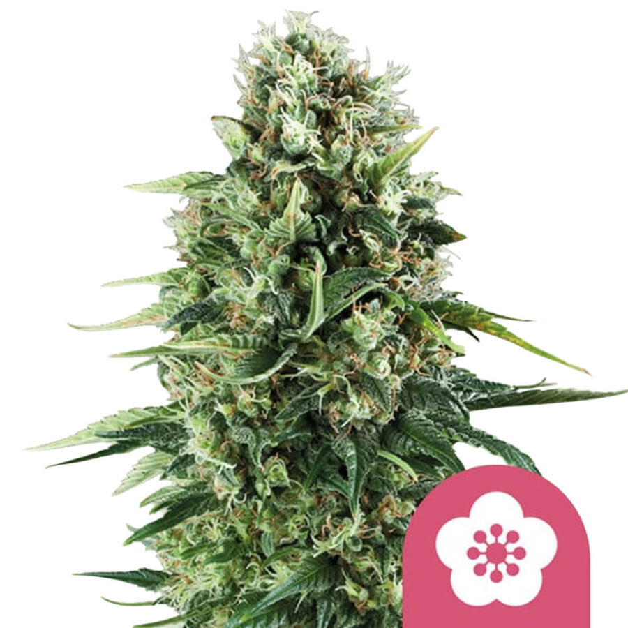 Royal Queen Seeds Power Flower feminized cannabis seeds (5 Samen Packung)