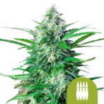 Royal Queen Seeds Royal AK Auto autoflowering cannabis seeds (3 Samen Packung)