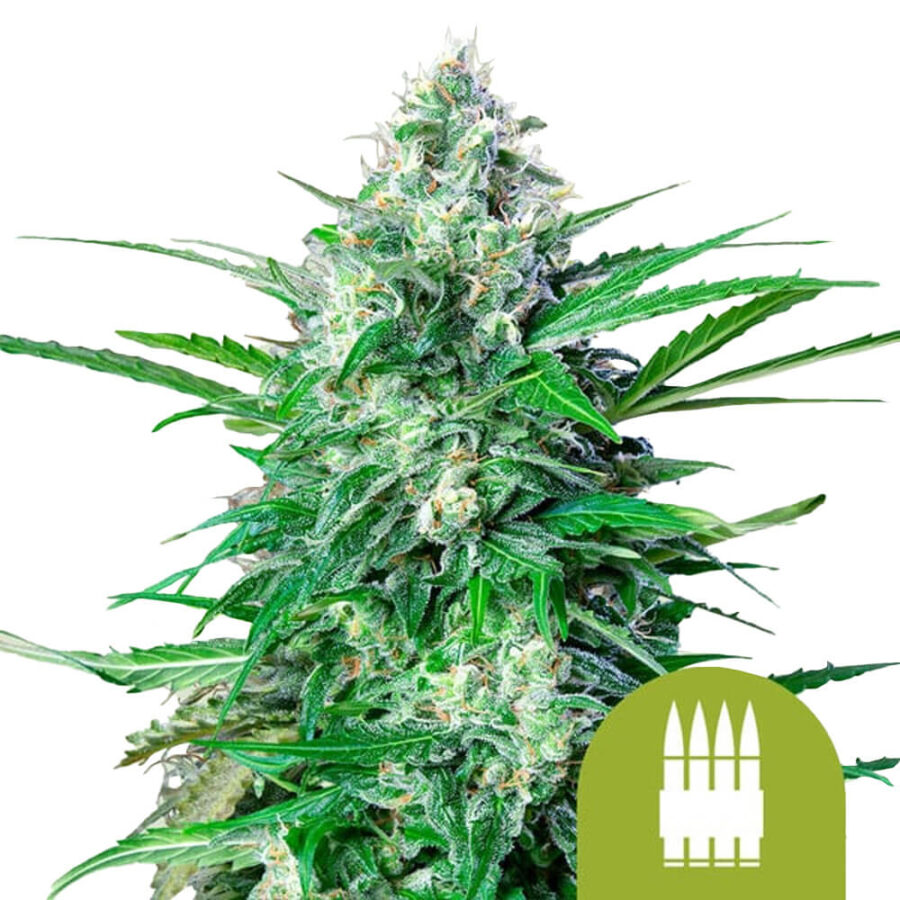 Royal Queen Seeds Royal AK Auto autoflowering cannabis seeds (5 Samen Packung)