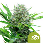 Royal Queen Seeds Royal Bluematic autoflowering cannabis seeds (3 Samen Packung)