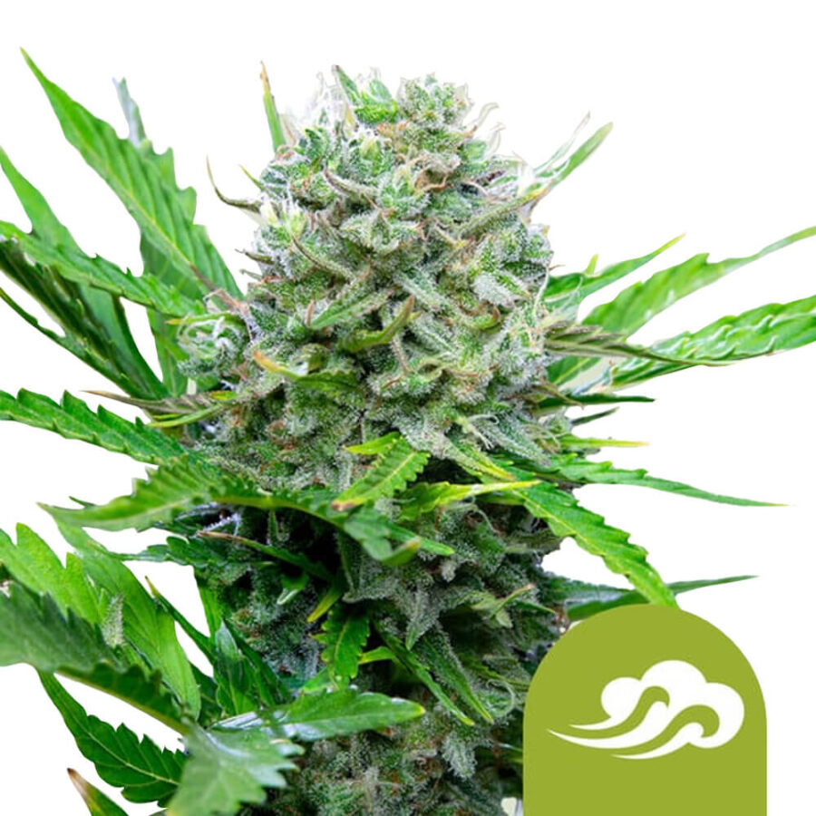 Royal Queen Seeds Royal Bluematic autoflowering cannabis seeds (3 Samen Packung)