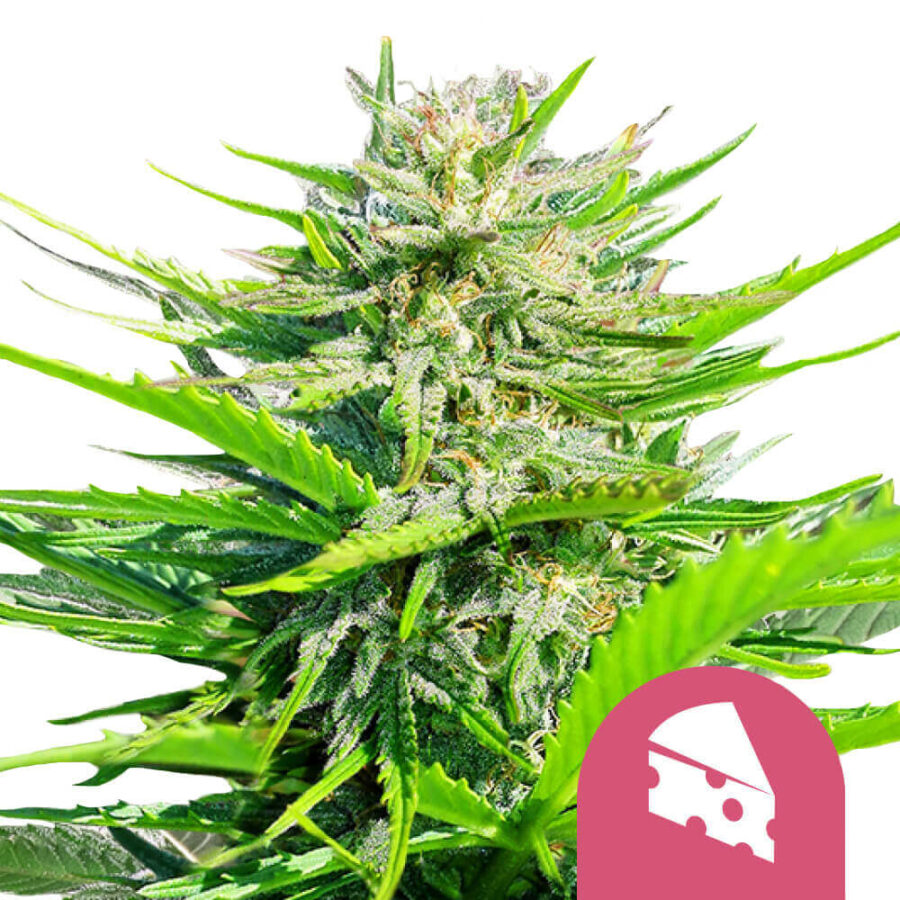 Royal Queen Seeds Royal Cheese feminized cannabis seeds (5 Samen Packung)