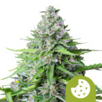 Royal Queen Seeds Royal cookies autoflowering cannabis seeds (5 Samen Packung)