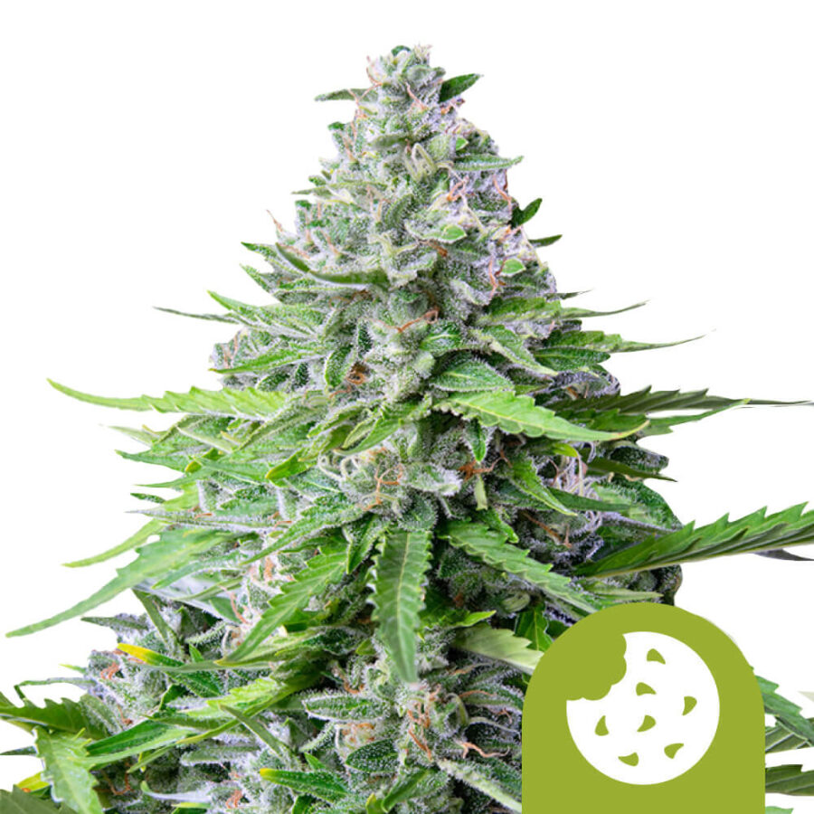 Royal Queen Seeds Royal cookies autoflowering cannabis seeds (3 Samen Packung)