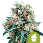 Royal Queen Seeds Royal Creamatic autoflowering cannabis seeds (3 Samen Packung)