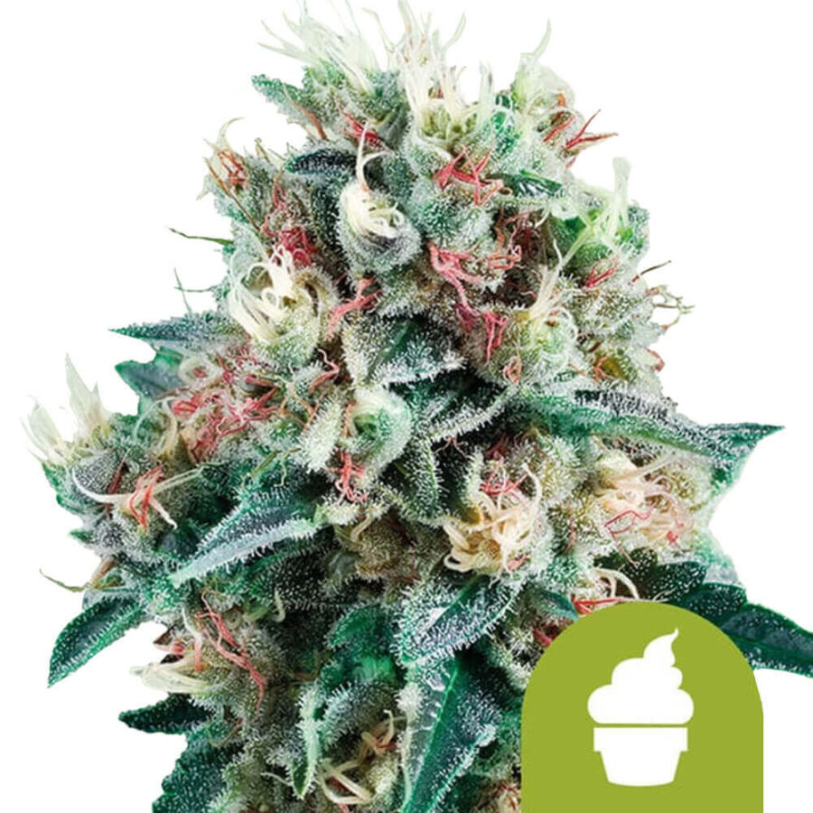 Royal Queen Seeds Royal Creamatic autoflowering cannabis seeds (5 Samen Packung)