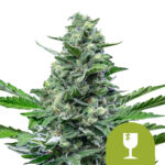 Royal Queen Seeds Royal Critical Auto autoflowering cannabis seeds (3 Samen Packung)