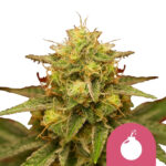 Royal Queen Seeds Royal Domina feminized cannabis seeds (3 Samen Packung)