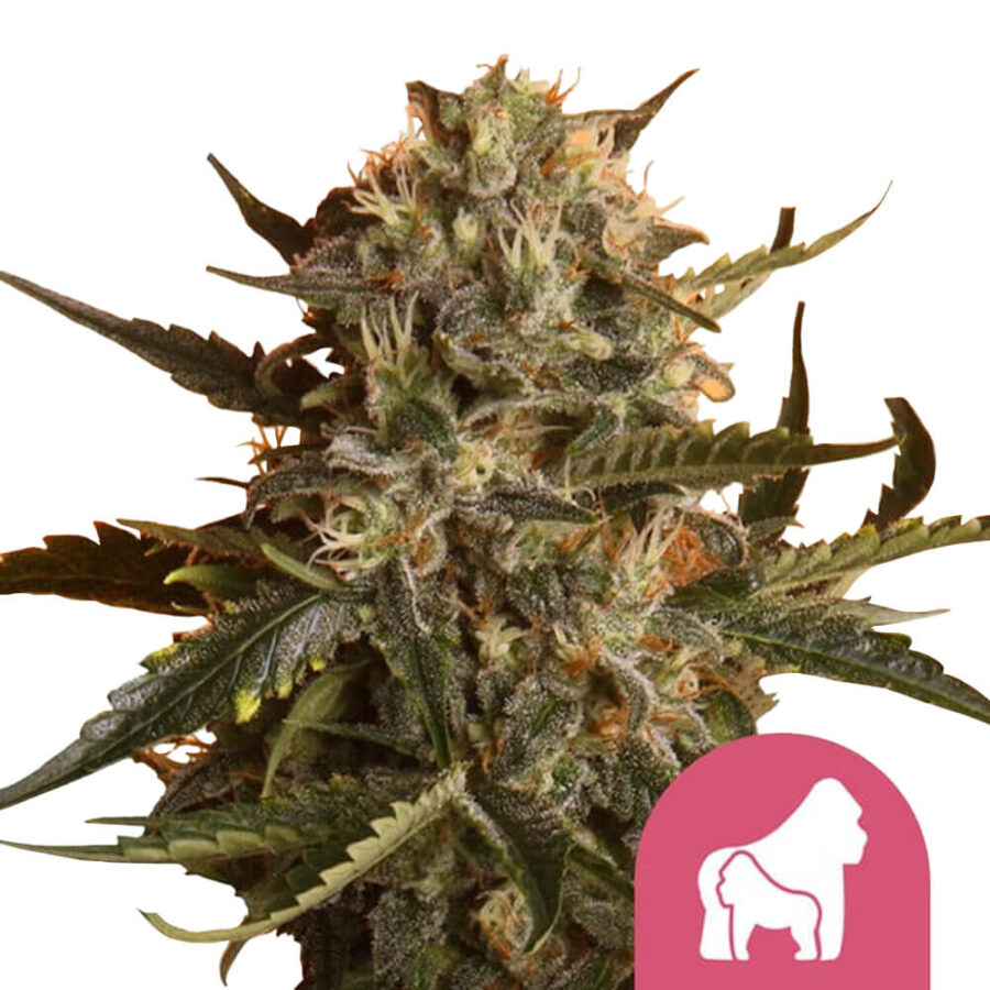 Royal Queen Seeds Mother Gorilla feminized cannabis seeds (5 Samen Packung)