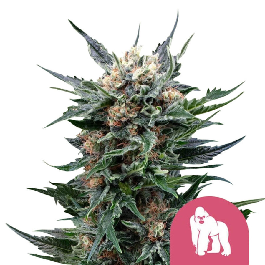 Royal Queen Seeds Royal Gorilla feminized cannabis seeds (3 Samen Packung)