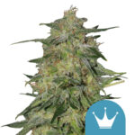 Royal Queen Seeds Royal Highness CBD cannabis seeds (3 Samen Packung)