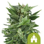 Royal Queen Seeds Royal Kush Auto autoflowering cannabis seeds (3 Samen Packung)