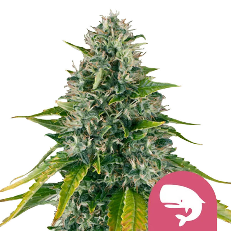 Royal Queen Seeds Royal Moby feminized cannabis seeds (3 Samen Packung)