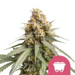 Royal Queen Seeds Shining Silver Haze feminized cannabis seeds (3 Samen Packung)