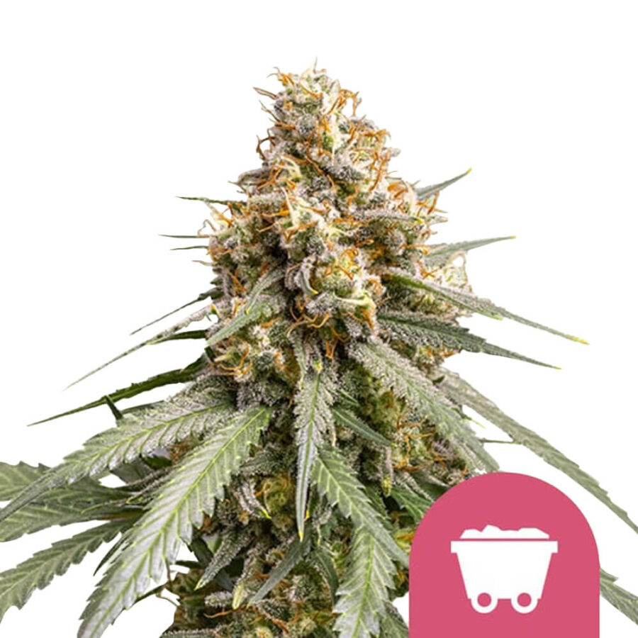 Royal Queen Seeds Shining Silver Haze feminized cannabis seeds (3 Samen Packung)