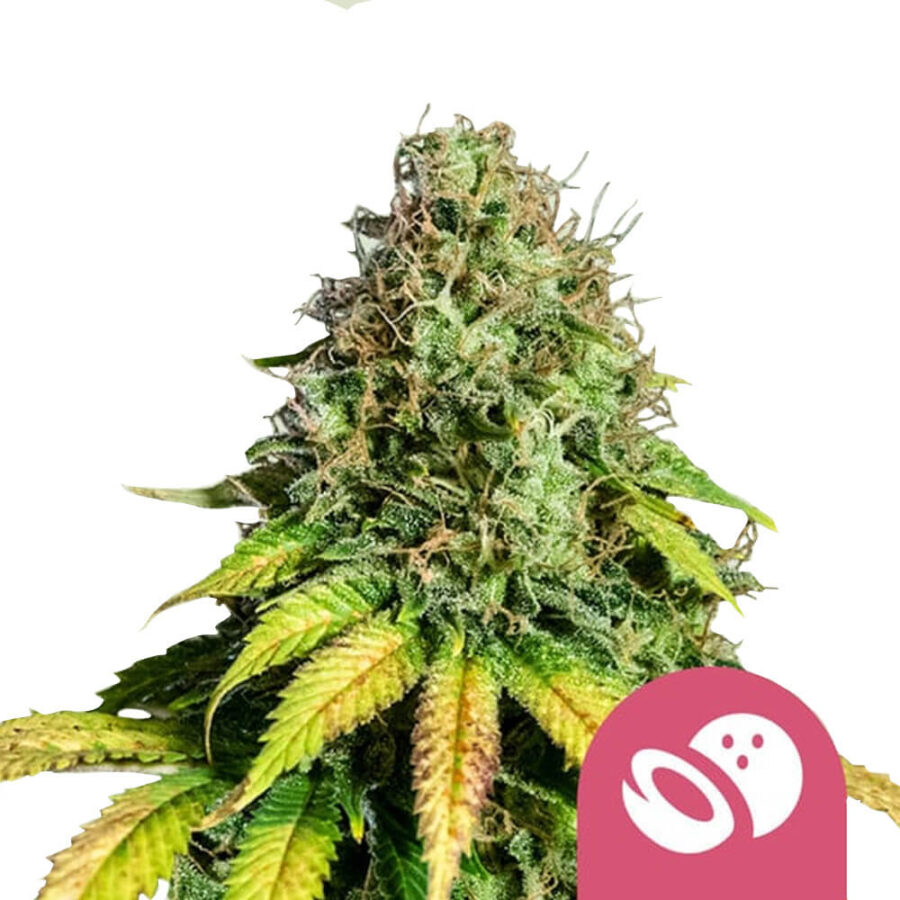 Royal Queen Seeds Somango XL feminized cannabis seeds (3 Samen Packung)