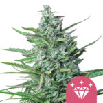 Royal Queen Seeds Special Kush feminized cannabis seeds (3 Samen Packung)