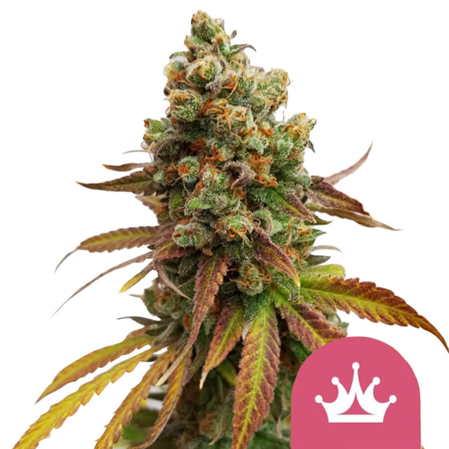 Royal Queen Seeds Special Queen feminized cannabis seeds (5 Samen Packung)