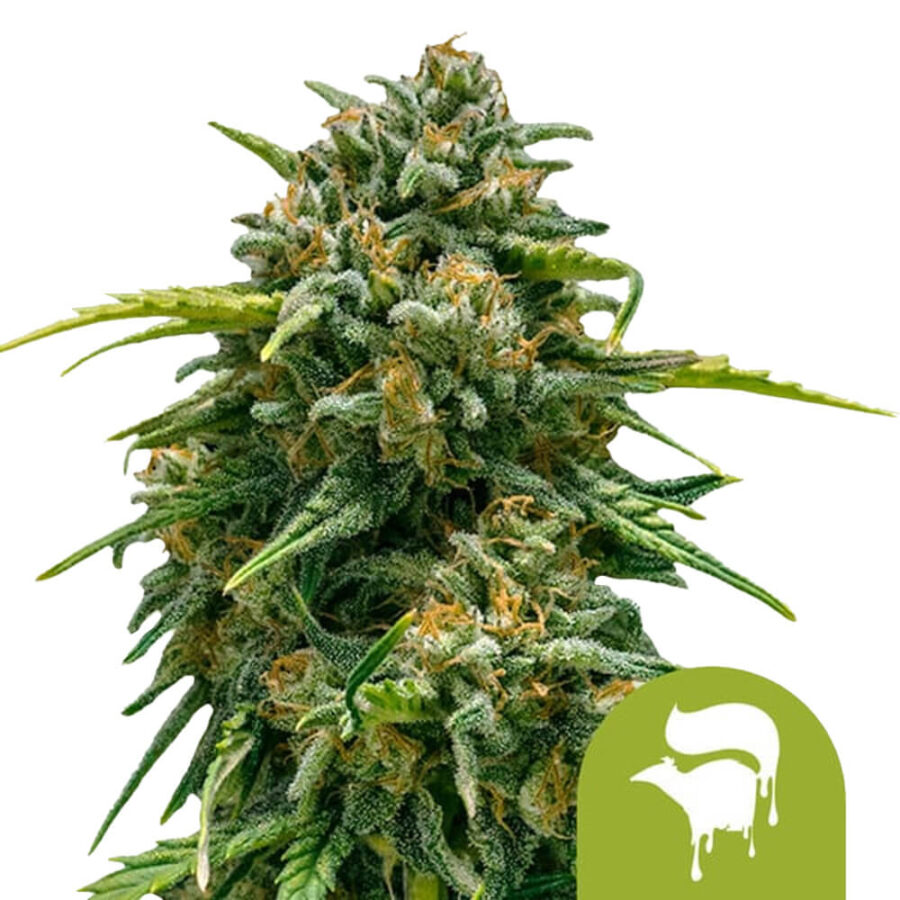 Royal Queen Seeds Sweet Skunk Auto autoflowering cannabis seeds (3 Samen Packung)