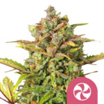 Royal Queen Seeds Sweet ZZ feminized cannabis seeds (3 Samen Packung)