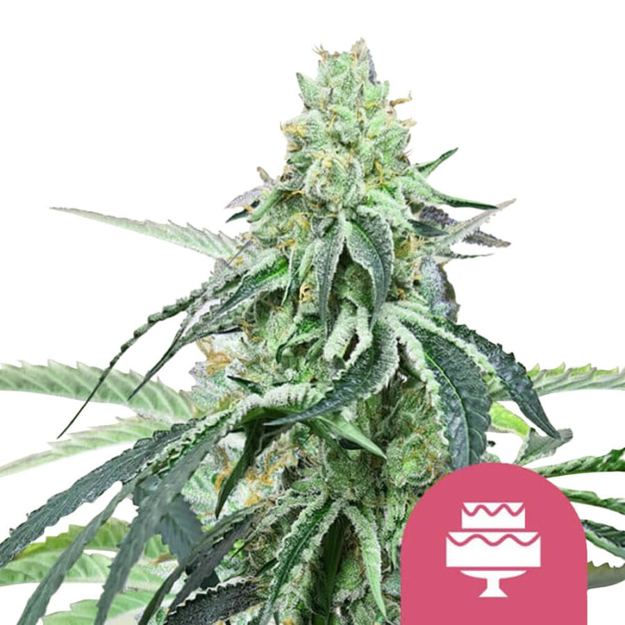 Royal Queen Seeds Wedding Gelato feminized cannabis seeds (3 Samen Packung)