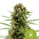 Royal Queen Seeds White Widow Auto autoflowering cannabis seeds (3 Samen Packung)