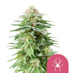 Royal Queen Seeds White Widow feminized cannabis seeds (3 Samen Packung)