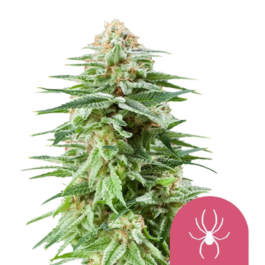 Royal Queen Seeds White Widow feminized cannabis seeds (5 Samen Packung)