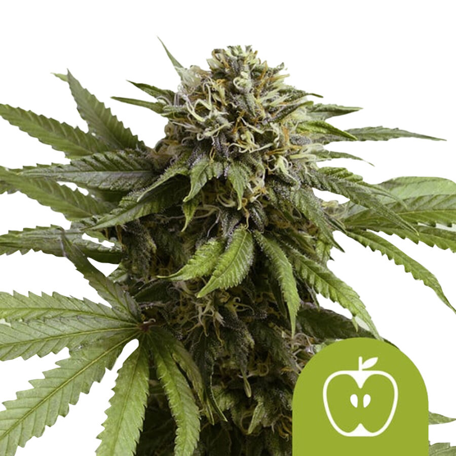 Royal Queen Seeds Apple Fritter Auto Autoflowering (3 Samen Packung)