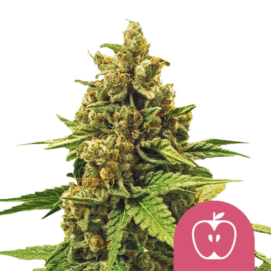 Royal Queen Seeds Apple Fritter Feminized (5 Samen Packung)