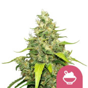 Royal Queen Seeds Blue Gelato Feminized (5 Samen Packung)