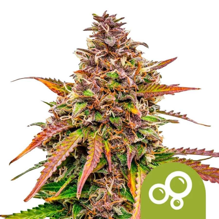 Royal Queen Seeds Bubble Kush autoflowering cannabis seeds (3 Samen Packung)