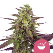 Royal Queen Seeds Cereal Milk feminized cannabis seeds (5 Samen Packung)