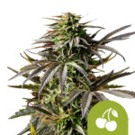 Royal Queen Seeds Cherry Pie Auto Autoflowering (3 Samen Packung)