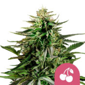 Royal Queen Seeds Cherry Pie Feminized (3 Samen Packung)