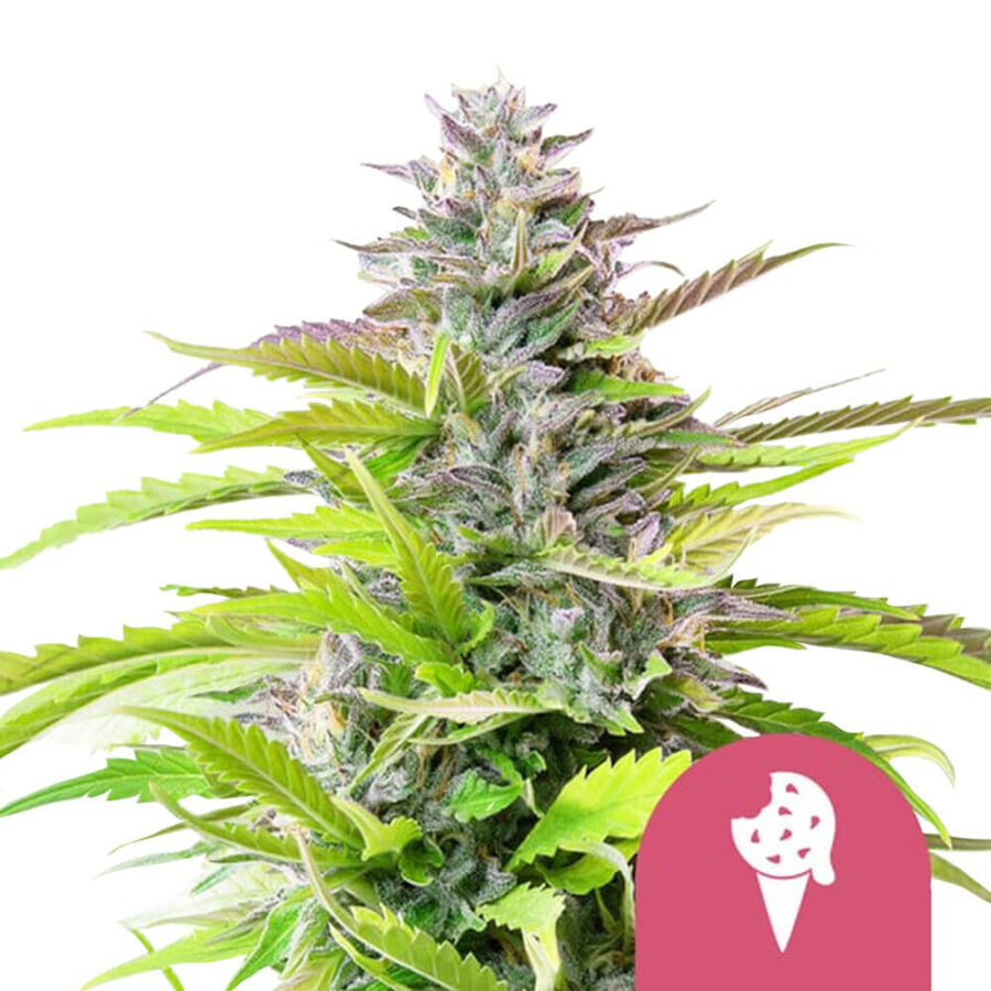 Royal Queen Seeds Cookies Gelato Feminized (3 Samen Packung)