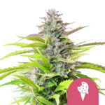 Royal Queen Seeds Cookies Gelato Feminized (5 Samen Packung)