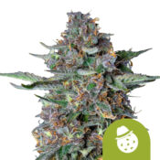 Royal Queen Seeds Do-si-dos Auto Autoflowering (3 Samen Packung)