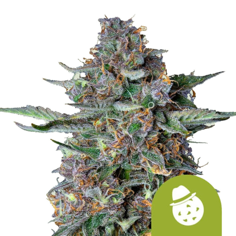 Royal Queen Seeds Do-si-dos Auto Autoflowering (5 Samen Packung)