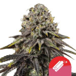 Royal Queen Seeds x Tyson 2.0 Dynamite Diesel feminized (3 Samen Packung)