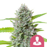 Royal Queen Seeds El Patron feminized cannabis seeds (3 Samen Packung)