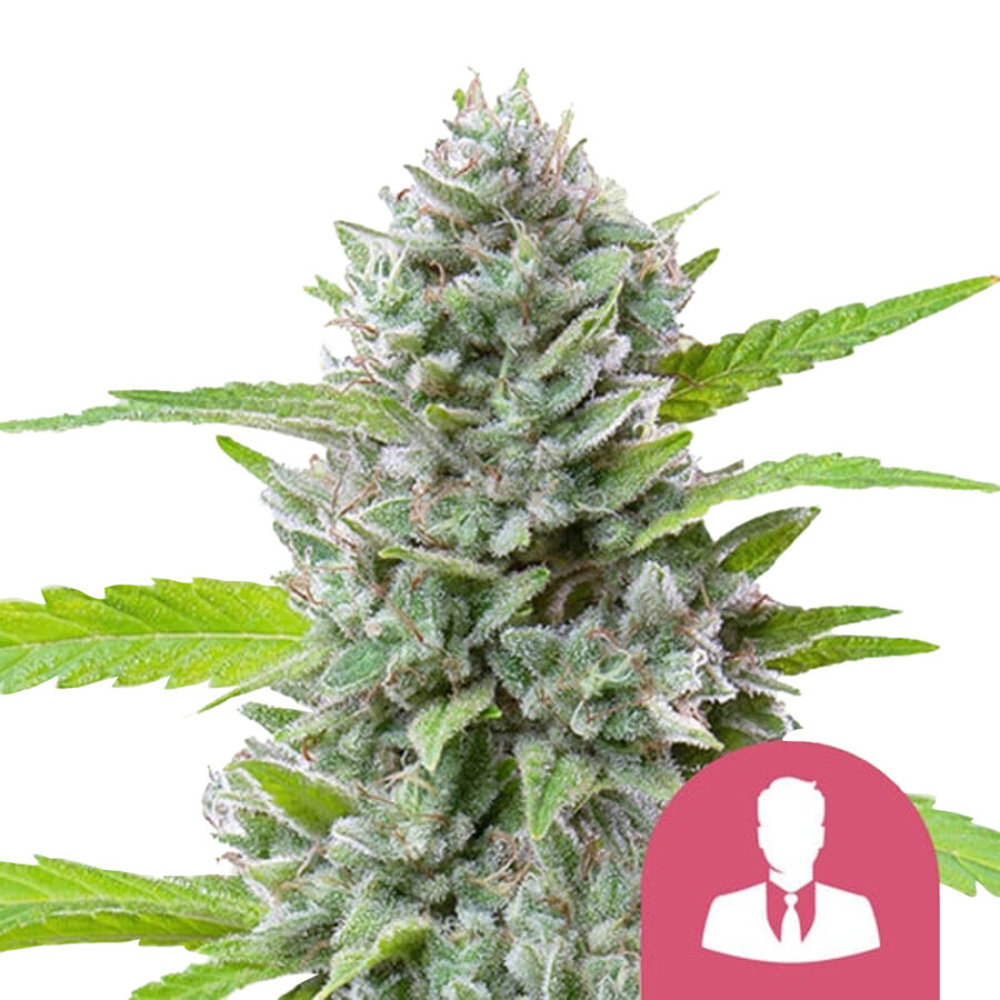 Royal Queen Seeds El Patron feminized cannabis seeds (5 Samen Packung)