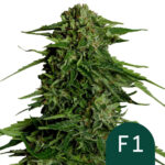 Royal Queen Seeds Epsilon F1 autoflowering cannabis seeds (3 Samen Packung)